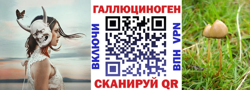 Галлюциногенные грибы Psilocybine cubensis  где продают   Гусь-Хрустальный 